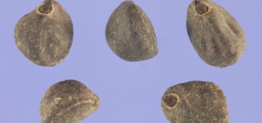 Systematic Random Sampling