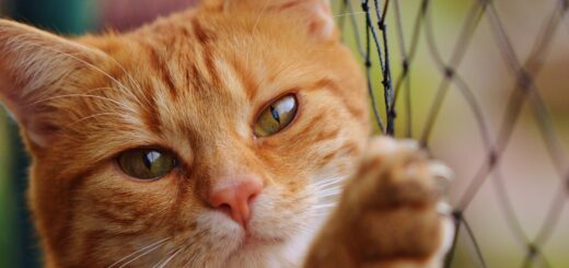 Difference Between cat() and paste() in R