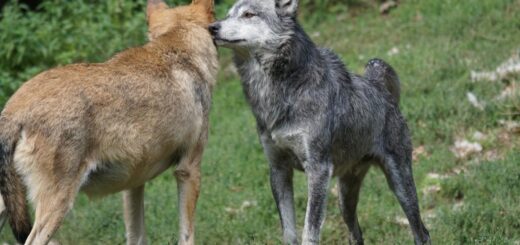 How to arrange values Between 0 and 1 in R